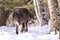 Intense looking black timber wolf hunting