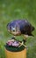 Intense Merlin (Falco columbarius) and Lunch