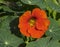 Intense Orange Nasturtium Flower
