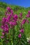 Intense pink flowers on the contrary green background with blue sky