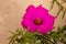 Intense pink isolated flower with a yellow center and green foliage