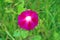 INTENSE PINK MORNING GLORY FLOWER WITH BRIGHT GREEN VEGETATION