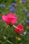 Intense pink rose buds in watercolor garden