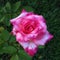 Intense pink and white rose