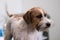 Intense portrait of a Jack Russell Terrier with a rough coat, white and brown