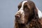 Intense portrait of a liver roan English Cocker Spaniel