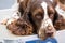 Intense portrait of a liver roan English Cocker Spaniel, a gundog breed