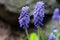 Intense Purple flower of the bluebell Muscari sp