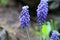 Intense Purple flower of the bluebell Muscari sp