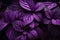 Intense Purple flowers closeup dramatic. Generate Ai