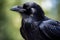 Intense Raven closeup corvus. Generate Ai