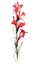 Intense Red Gladiolus Bouquet on White Background in Contemporary Watercolor Style.