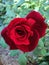 Intense red rose closeup against blurred green leaves