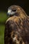 Intense Red-Tailed Hawk (Buteo jamaicensis)