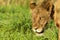 Intense stare of a lioness