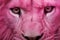 Intense White lion pink background closeup. Generate Ai