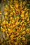 intense yellow flowers of the patagonia