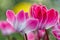 Intensely blooming cyclamen with a complementary color spot