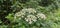 An intensely blooming white hogweed (Heracleum sphondylium)