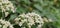 An intensely blooming white hogweed (Heracleum sphondylium)