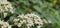 An intensely blooming white hogweed (Heracleum sphondylium)