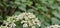 An intensely blooming white hogweed (Heracleum sphondylium)