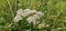 An intensely blooming white hogweed (Heracleum sphondylium)