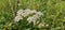 An intensely blooming white hogweed (Heracleum sphondylium)