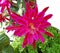 Intensely colorful fuchsia orchid cactus blossom.