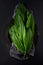 Intensely fragrant fresh green wild garlic herbs decorated on rustic dark slate plate