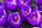 Intensely purple crocuses  top view  with yellow stamens in the sun.