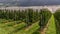 Intensive apple plantations in Val Venosta, Italy, are protected by nets at the top and have irrigation systems for the summer