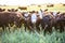 Intensive breeding of cows,