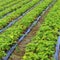 Intensive cultivation in a field of strawberries