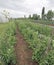 intensive cultivation of green peas
