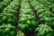 Intensive cultivation portrays basil plants thriving growth environment