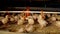 Intensive factory farming of chicks broiler houses