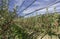 Intensive Fruit Production or Orchard with Crop Protection Nets in South Tyrol, Italy. Apple orchard of variety