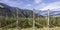 Intensive Fruit Production or Orchard with Crop Protection Nets in South Tyrol, Italy. Apple orchard of variety