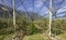 Intensive Fruit Production or Orchard with Crop Protection Nets in South Tyrol, Italy. Apple orchard of variety