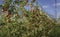 Intensive Fruit Production or Orchard with Crop Protection Nets in South Tyrol, Italy. Apple orchard of variety