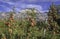 Intensive Fruit Production or Orchard with Crop Protection Nets in South Tyrol, Italy. Apple orchard of variety