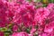 Intensive pink flowers of Phlox paniculata, close up. Selective focus