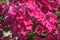 Intensive pink flowers of Phlox paniculata, close up. Selective focus