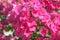 Intensive pink flowers of Phlox paniculata, close up. Selective focus