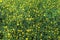 Intensive yellow flower of the Ranunculus buttercups