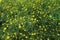 Intensive yellow flower of the Ranunculus buttercups