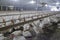 Intensively farmed chickens
