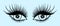Intent female gaze. The eyelid is half closed. Seductive fox look. Lush lashes. Ð’lue background