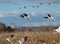 Intentional slow shutter speed to blur the wings on snow geese